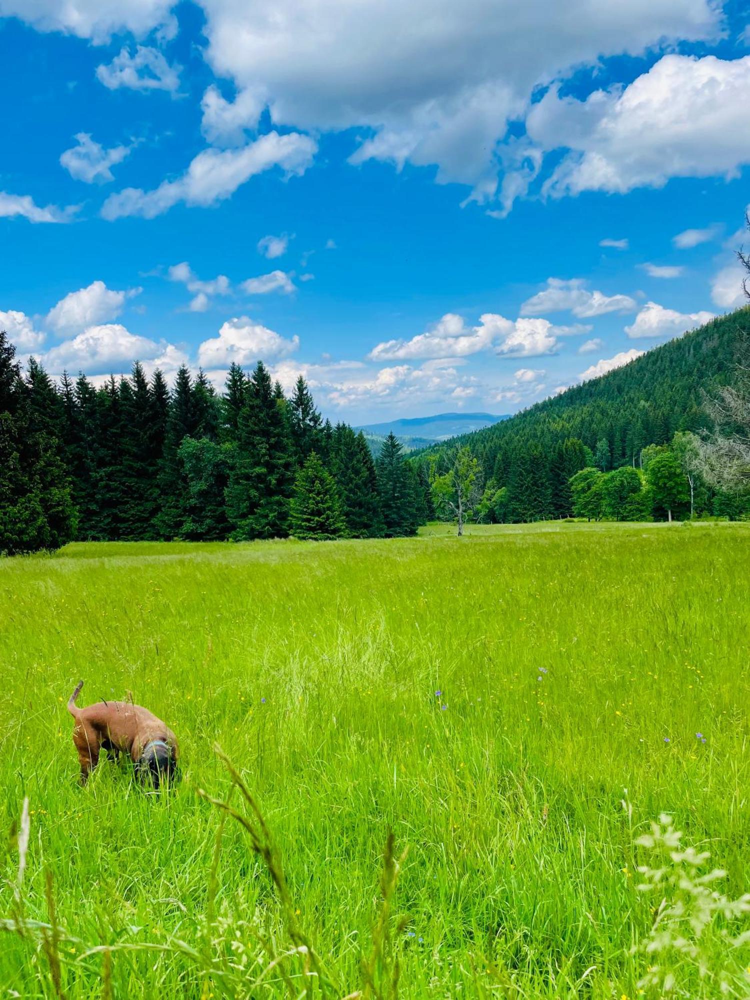 Gorska Cisza - Duzy, Komfortowy, Wyjatkowy Apartament Stronie Śląskie Esterno foto